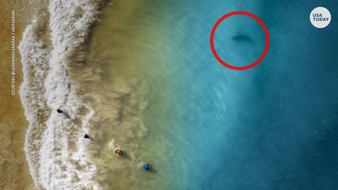 Father S Drone Captures Photos Of Shark Near Family At Florida Beach