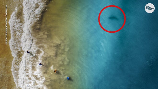 Father S Drone Captures Photos Of Shark Near Family At Florida Beach Father S Drone Captures Photos Of Shark Near Family At Florida Beach