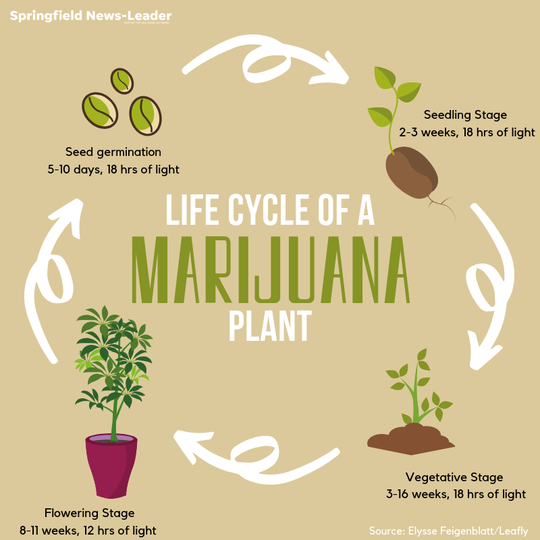 Everything you need to know about medical marijuana in Missouri Thai