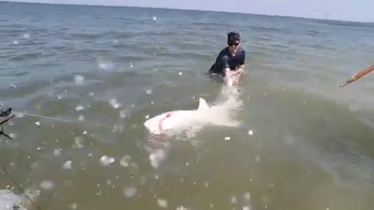 Drones Reveal Shark Fests Though Delaware Bites Remain Rare