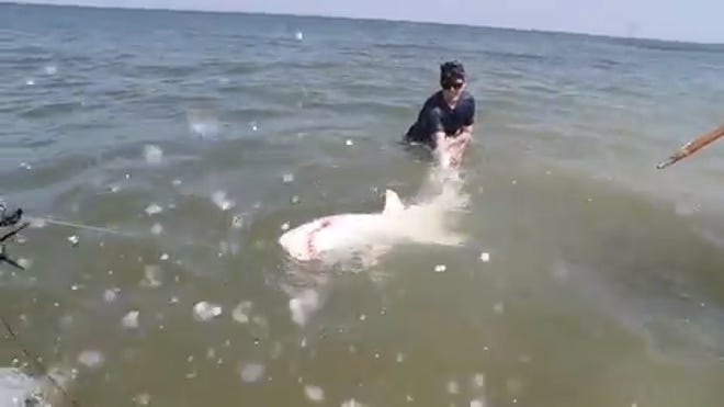 Drones Reveal Shark Fests Though Delaware Bites Remain Rare Drones Reveal Shark Fests Though Delaware Bites Remain Rare