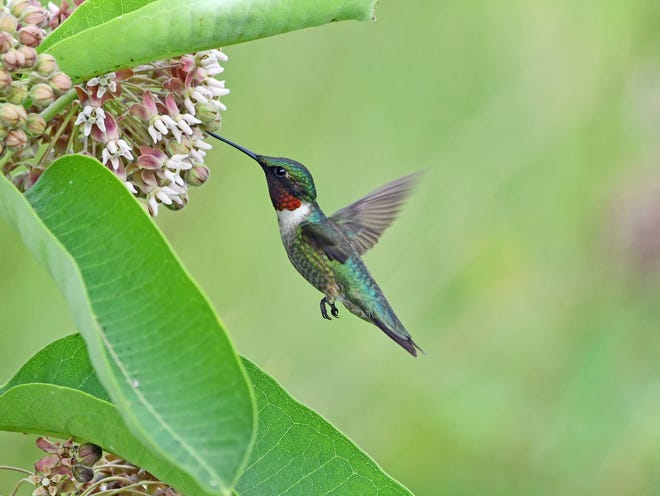 Allen Chartier will talking about “Hummingbirds of the Great Lakes” at Meadow Brook Hall in Rochester at 10 a.m. March 24.