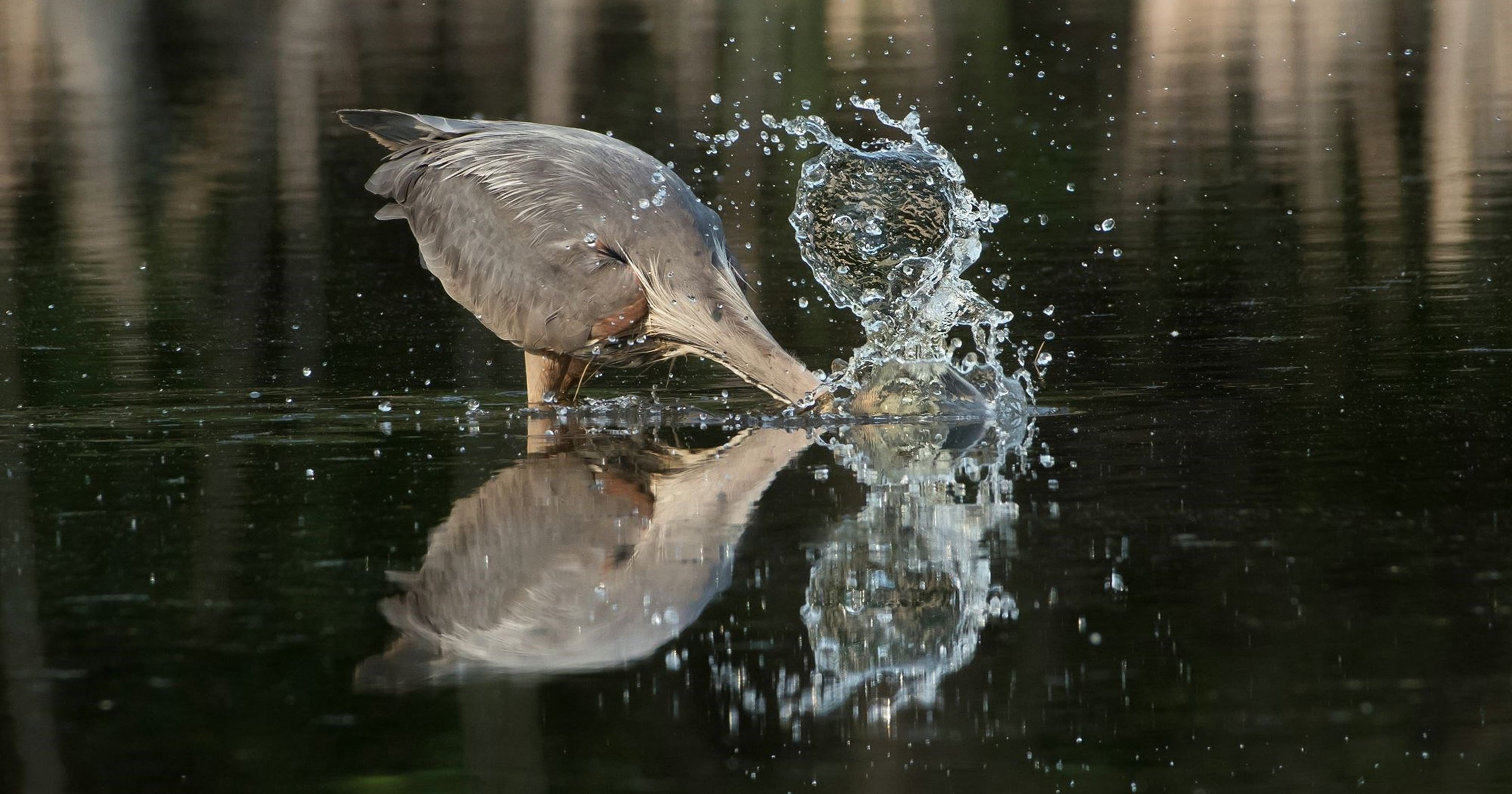 Four More Woods And Wildlife Photos Make Celebrate Michigan