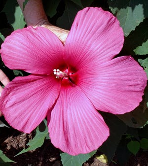 Hibiscus Moy Grande is easily the size of a dinner plate.