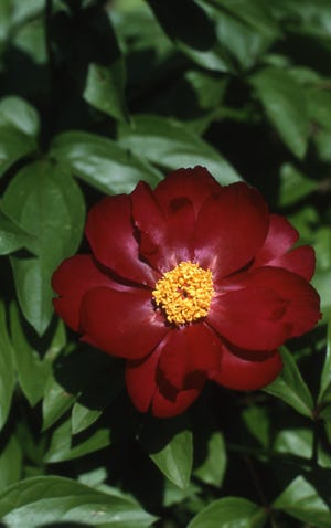 This large 6-inch single cranberry-red peony is named Miss Mary and blooms the last two weeks of May. It grows to a height of 3 feet.