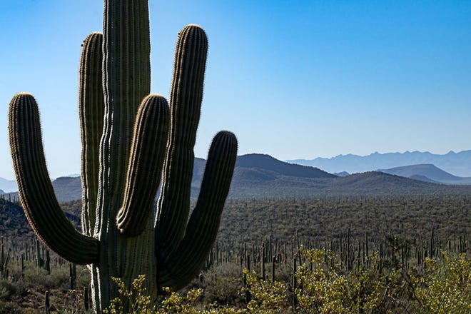 Arizona is more than saguaros. But do outsiders know that?