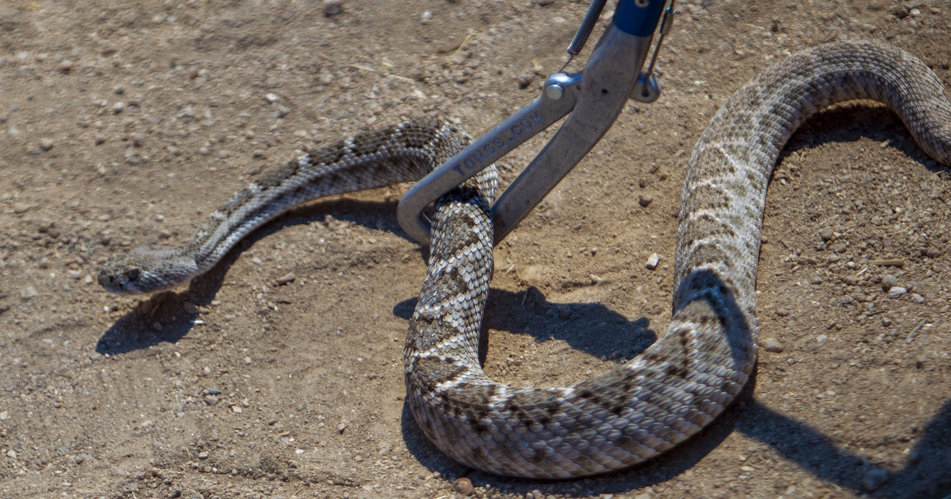 Venomous snake handling class taught in Scottsdale