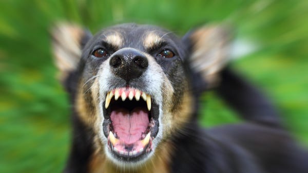 A man in Florida was likely killed by a pack of...