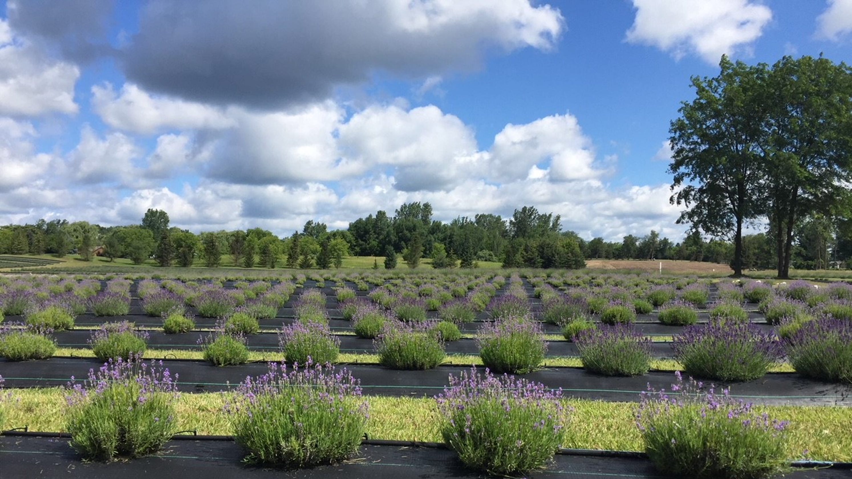 Michigan lavender festival Lavender Lane Blake's