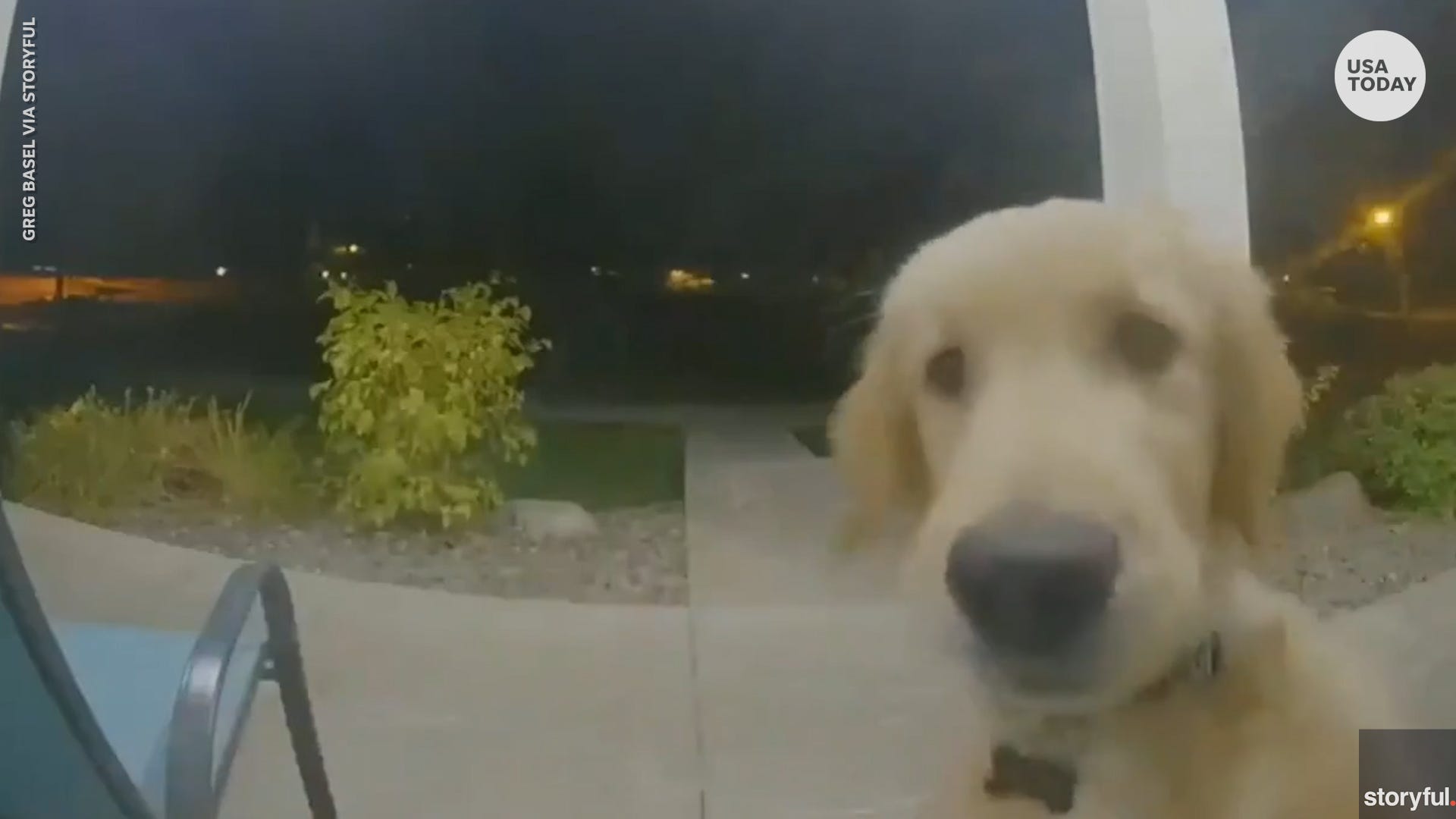 Golden retriever puppy escapes, rings doorbell