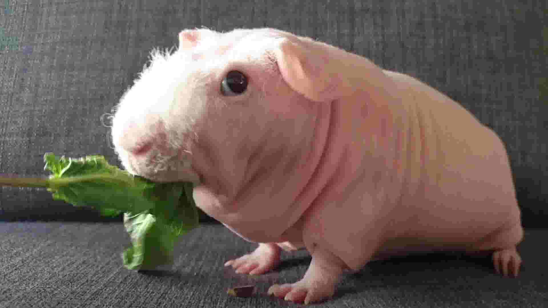 This guinea pig is skinny, bald and proud