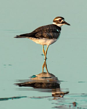 An adult killdeer -- and its reflection -- pause as the sun sets last week in the sloughs of western Henderson County.