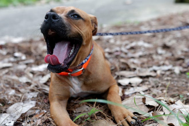 Achilles yawns after running a lap in the yard. He was rescued from a dog fight operation and is now being cared for at the Leon County Humane Society. 