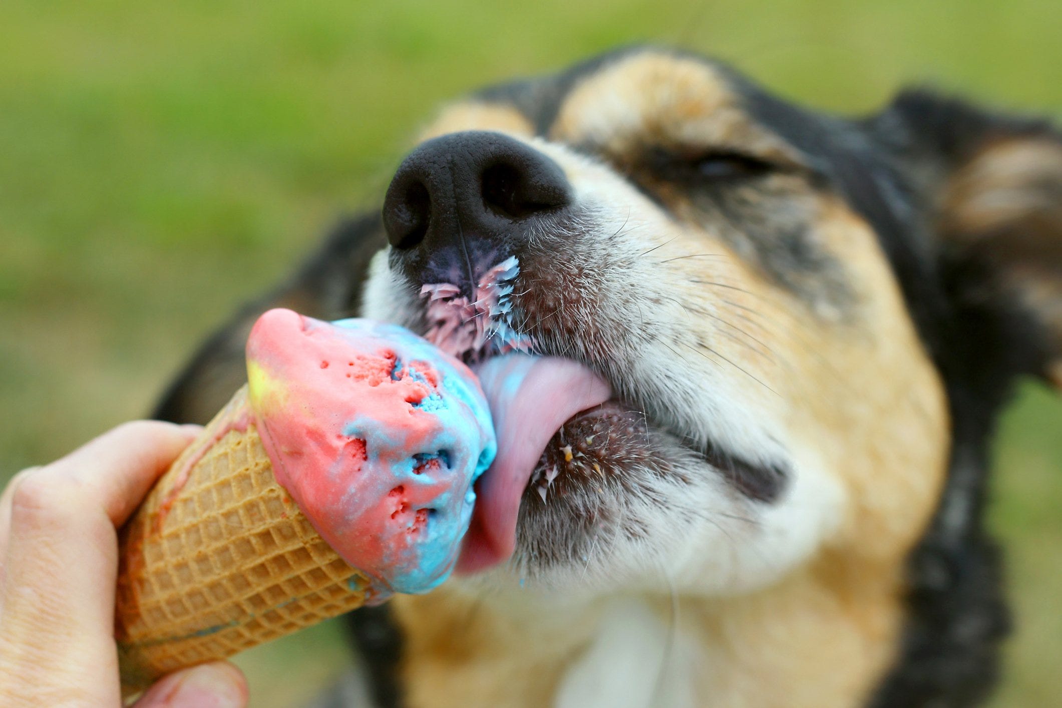 can dogs eat soft serve ice cream