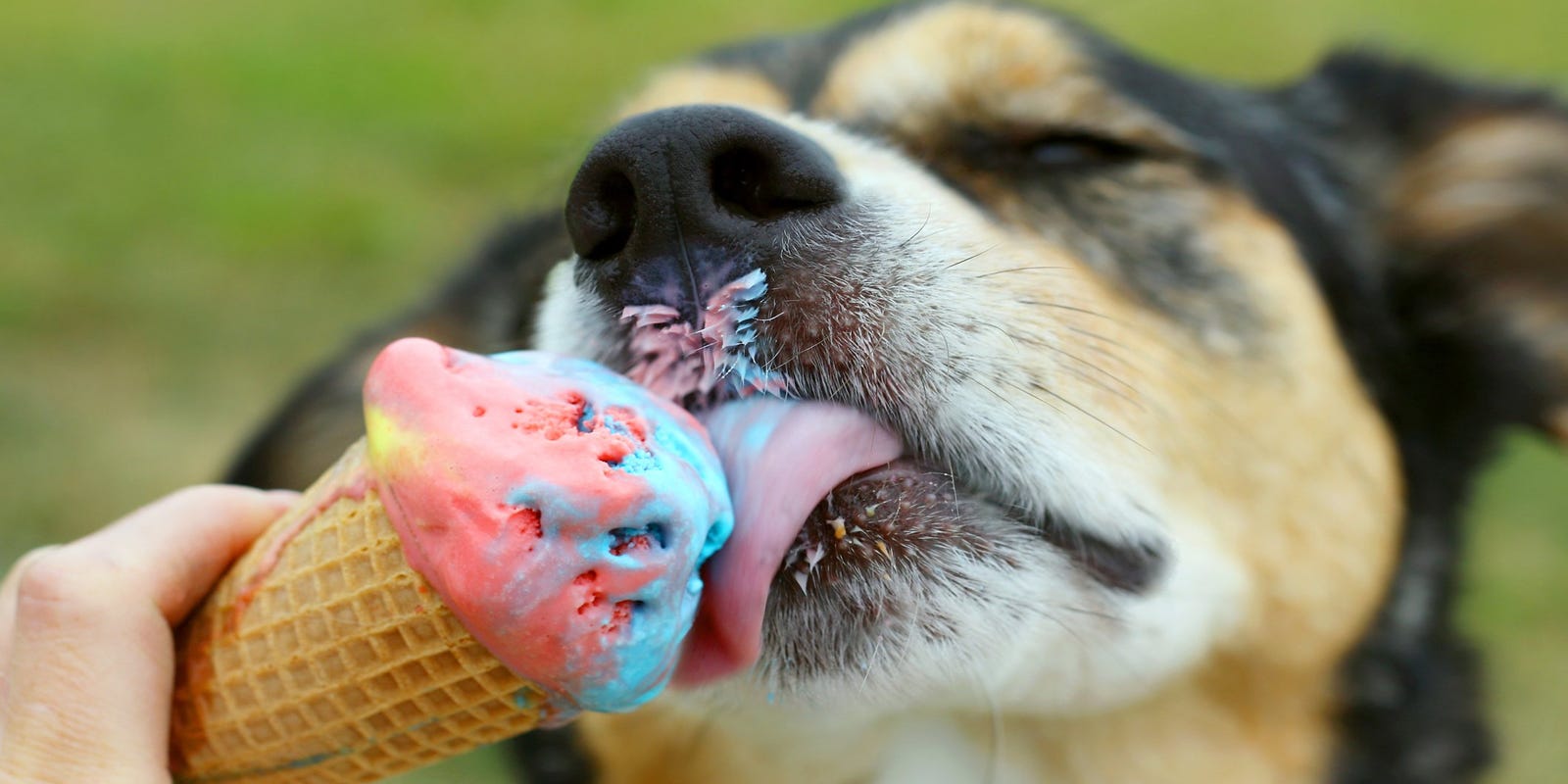 Почему собака лижет мочу. Мороженое для собак. Собака с мороженым. Животные и сладости. Собака ест мороженое.
