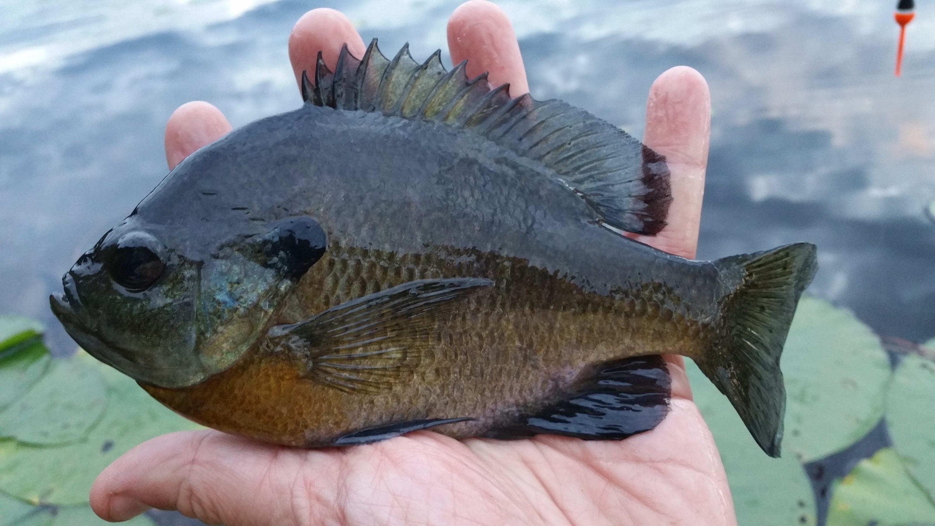 Fact check No, bluegill aren’t as dangerous as piranhas