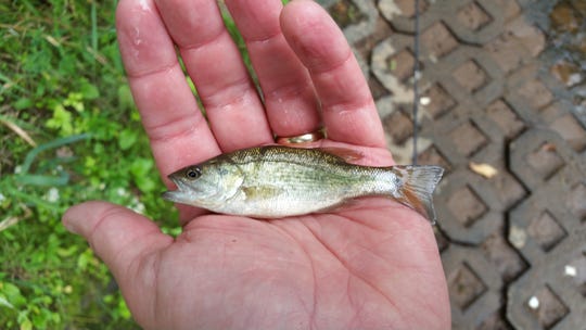 Juvenile smallmouth bass