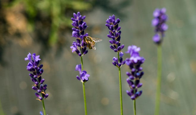 A bee pollinates lavender flowers.