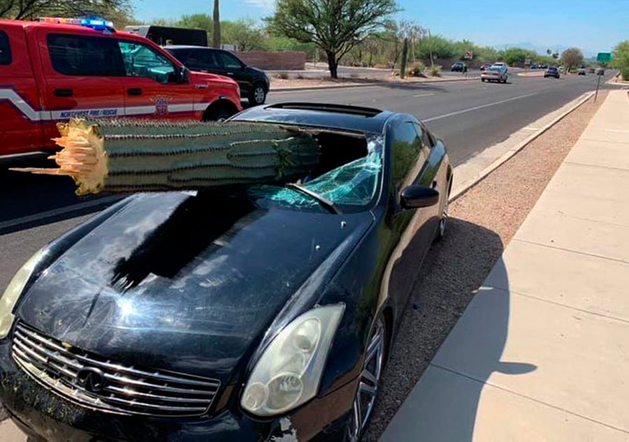 A driver escaped serious injury when his car's windshield was pierced by the trunk of a saguaro cactus.