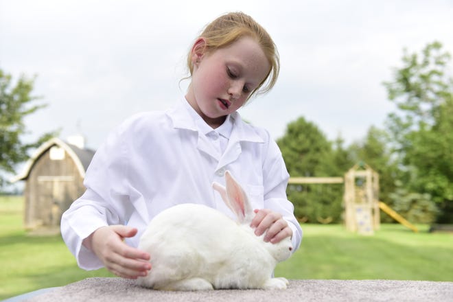 Sydney Link, 9, sets up her rabbit, Whiskers, who she will show Tuesday at the Crawford County Fair.