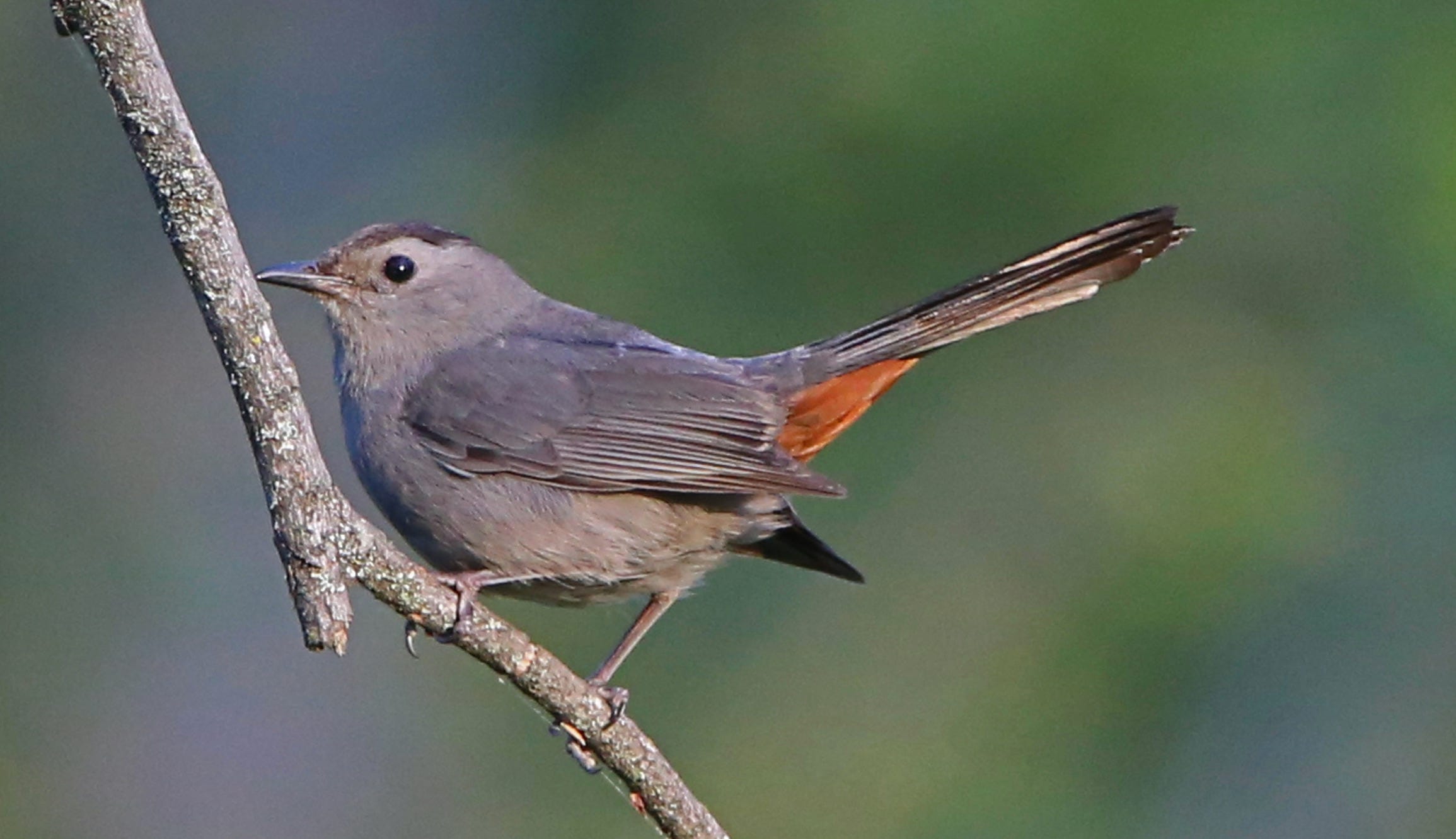 The Hoosier Gardener Summer Brings Catbirds Out In The Open