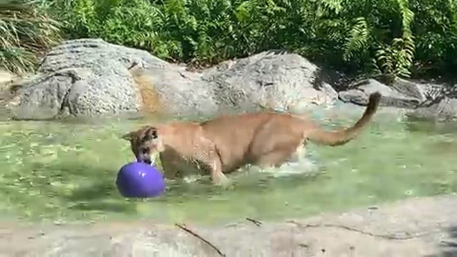 Naples Zoo Keeps Animals Cool With Ice Treats Sprinklers And Fan Naples Zoo Keeps Animals Cool With Ice Treats Sprinklers And Fan
