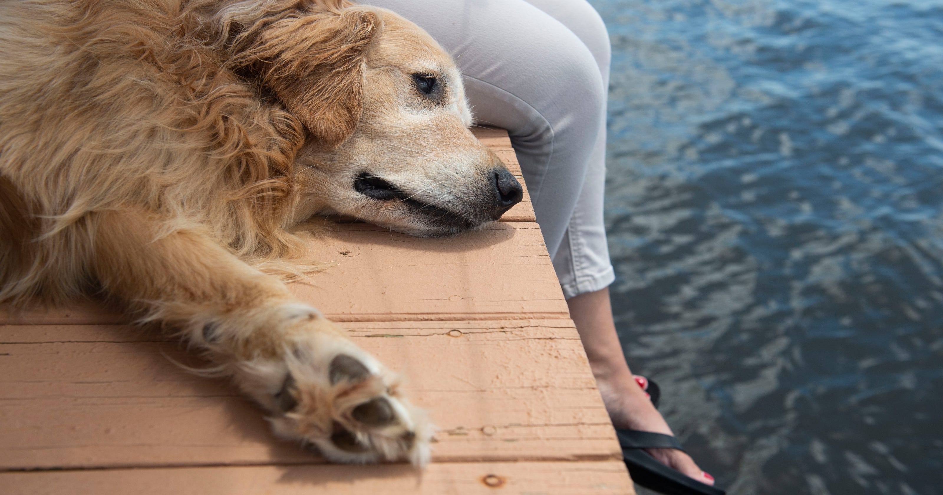 Water Hazards For Dogs 7 Things That Could Harm Your Pet