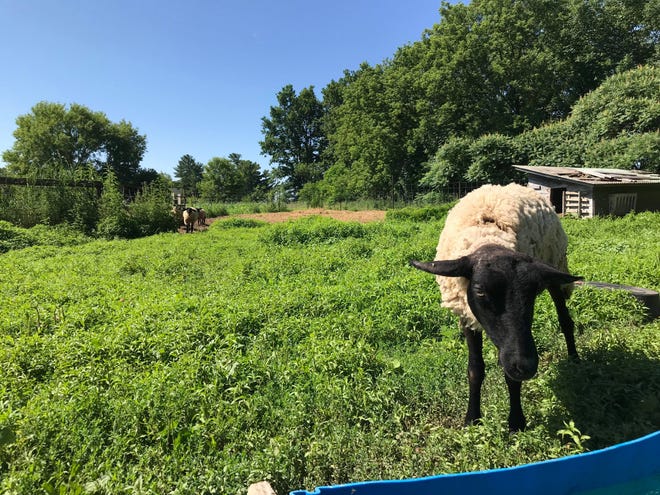 The sheep that survived the wolf attack grazes in a fenced-in area on the Calaway's farm.