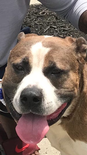 Rocky Balboa, a 1 1/2-year-old pitbull, was rescued out of the Saddle River after being swept up with the current after breaking free from his owner to chase geese.