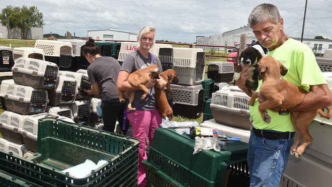 Hurricane Barry: Dogs slated for euthanasia flown out ahead of storm