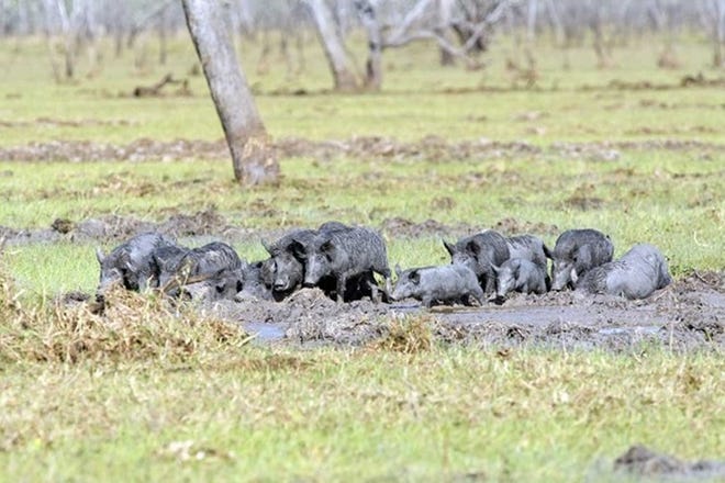 Group of feral hogs