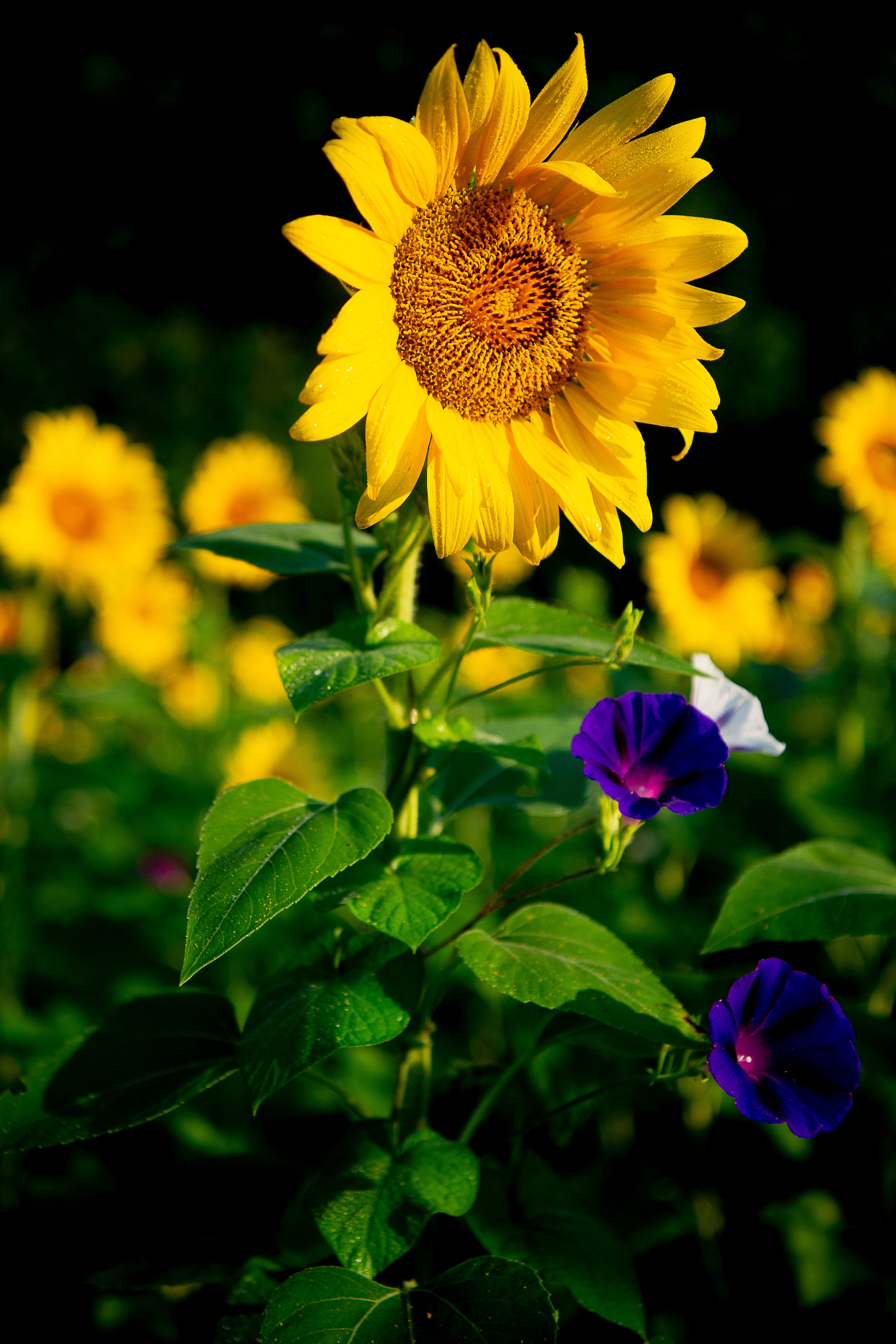 South Knoxville's Forks of the River This year's Sunflower Festival