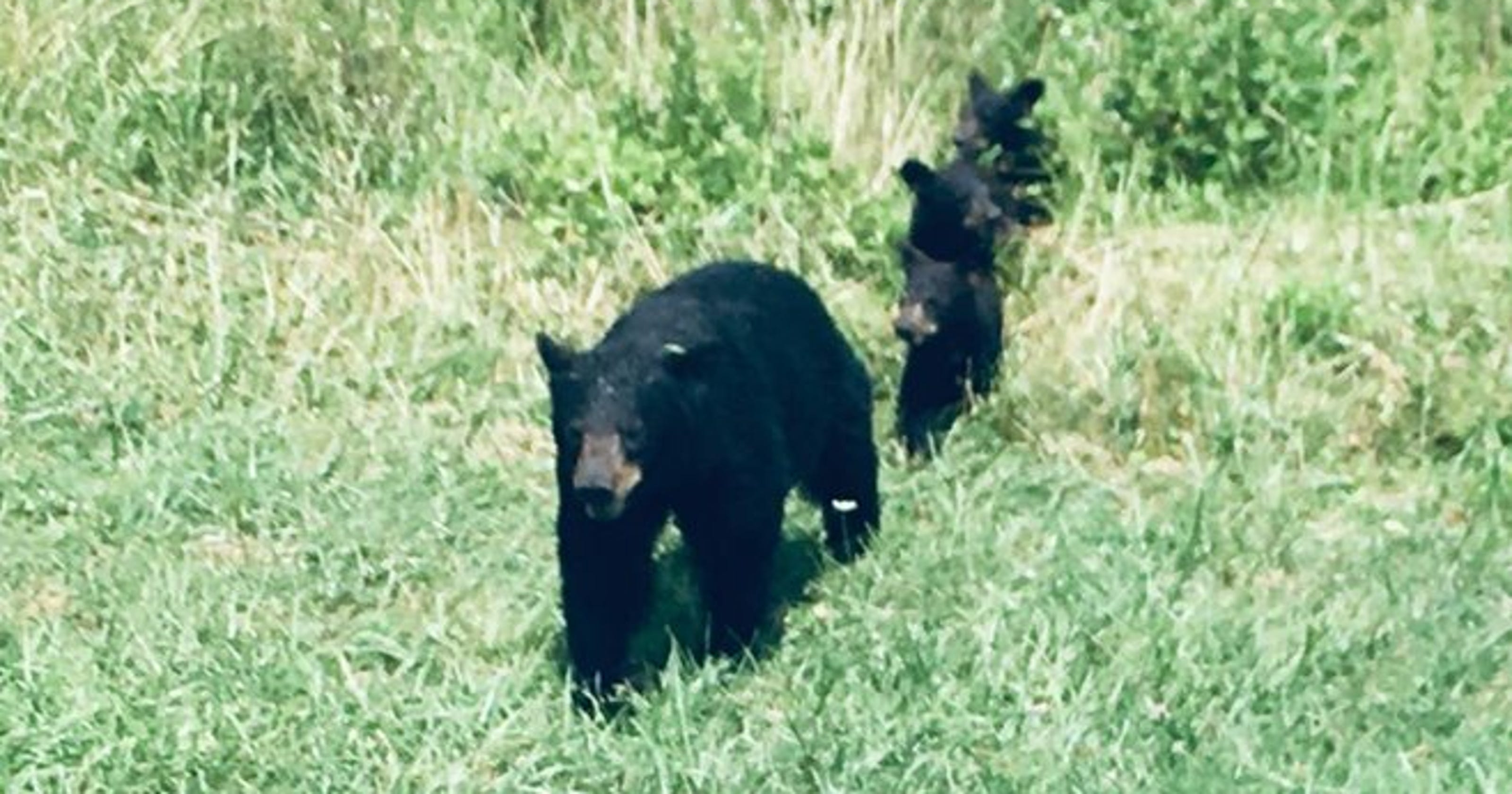 'Cades Cove bear attack guy' teaches a super lesson