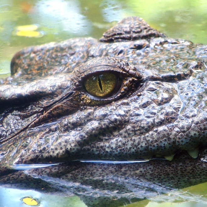 Florida man kicks alligator, saves dog.