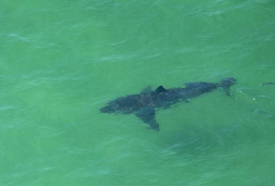 A large white shark is swimming off Cape Cod, Massachusetts on July 13, 2019. "width =" 540 "data-mycapture-src =" "data-mycapture-sm-src ="