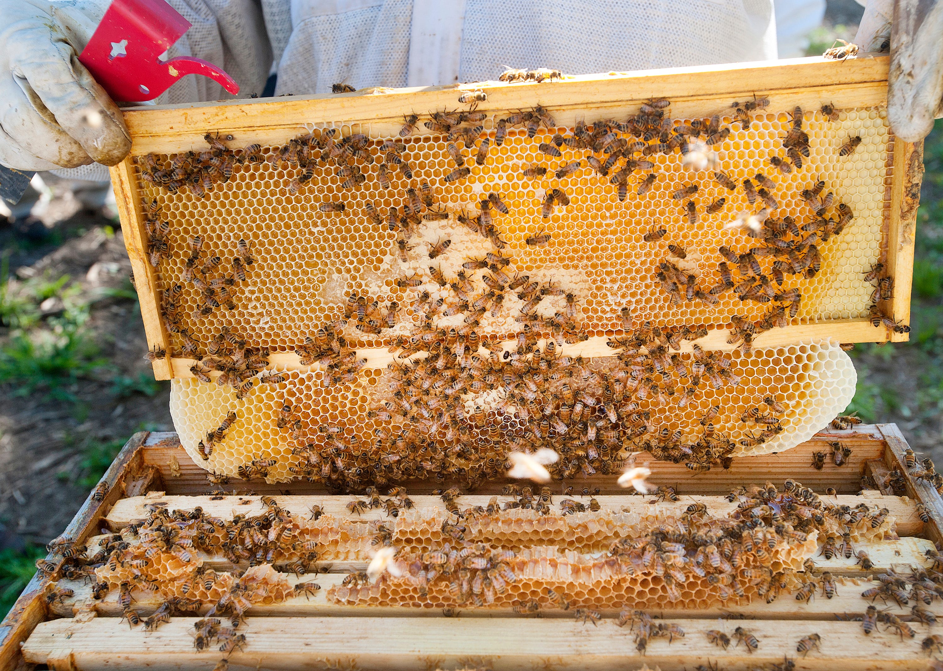 Local honey farm to open 5 new honey and coffee shops in Louisville