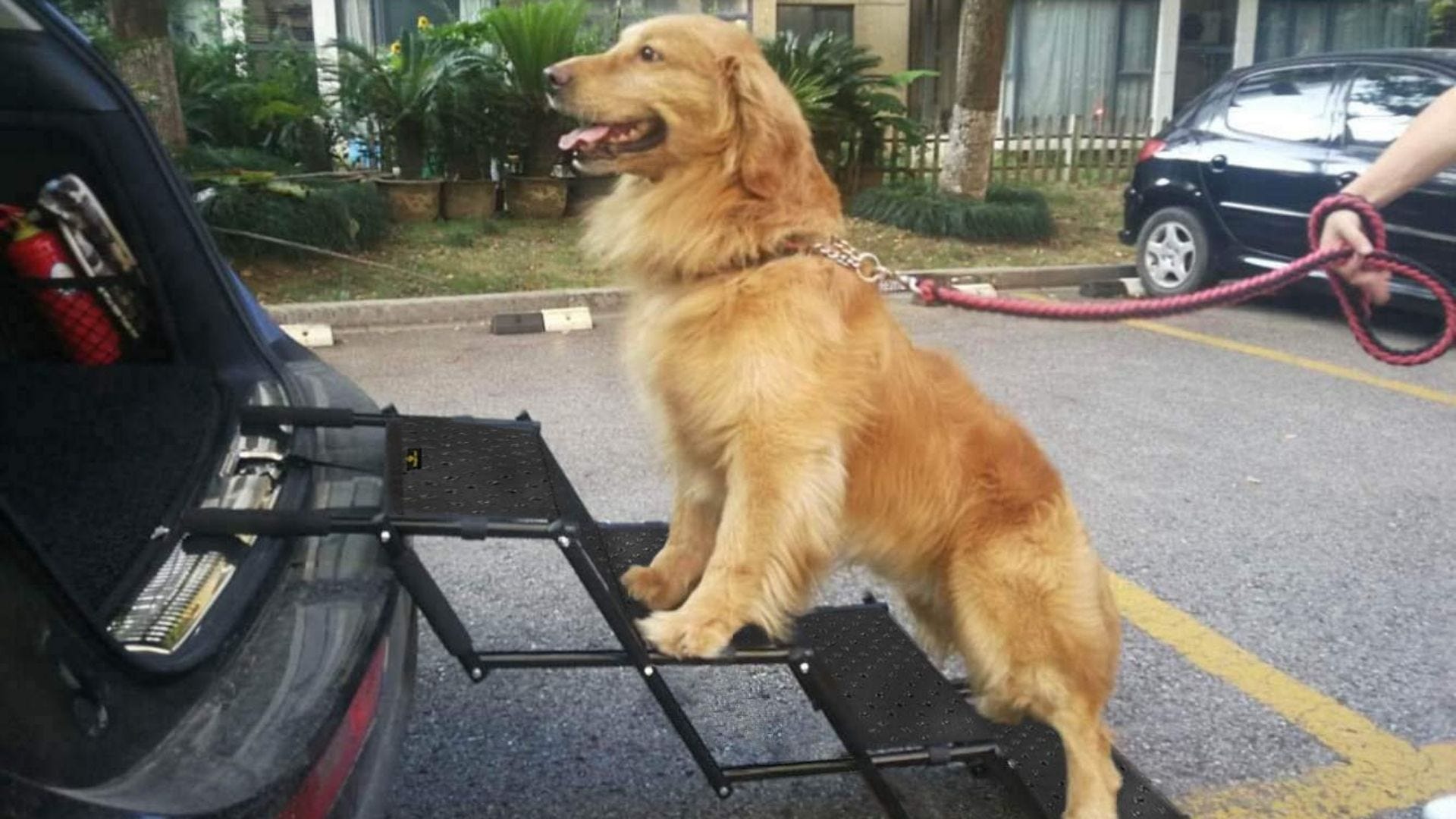 amazon prime dog stairs