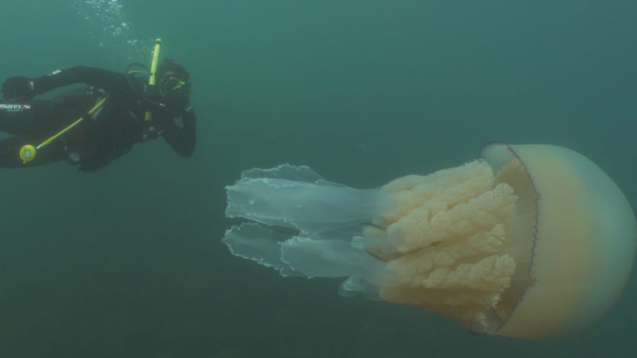 Diver Lizzie Daly estimates the jellyfish was almost 5 feet long, about as tall as she is.