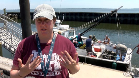 Meredith Comi, restoration program director for the NY/NJ Baykeeper,  describes the “castles” with juvenile oysters that will be transported by the group to the "Living Shoreline" off Naval Weapons Station Earle Tuesday, July 16, 2019.  It is part of an ongoing effort to restore aquaculture in Raritan Bay. 
