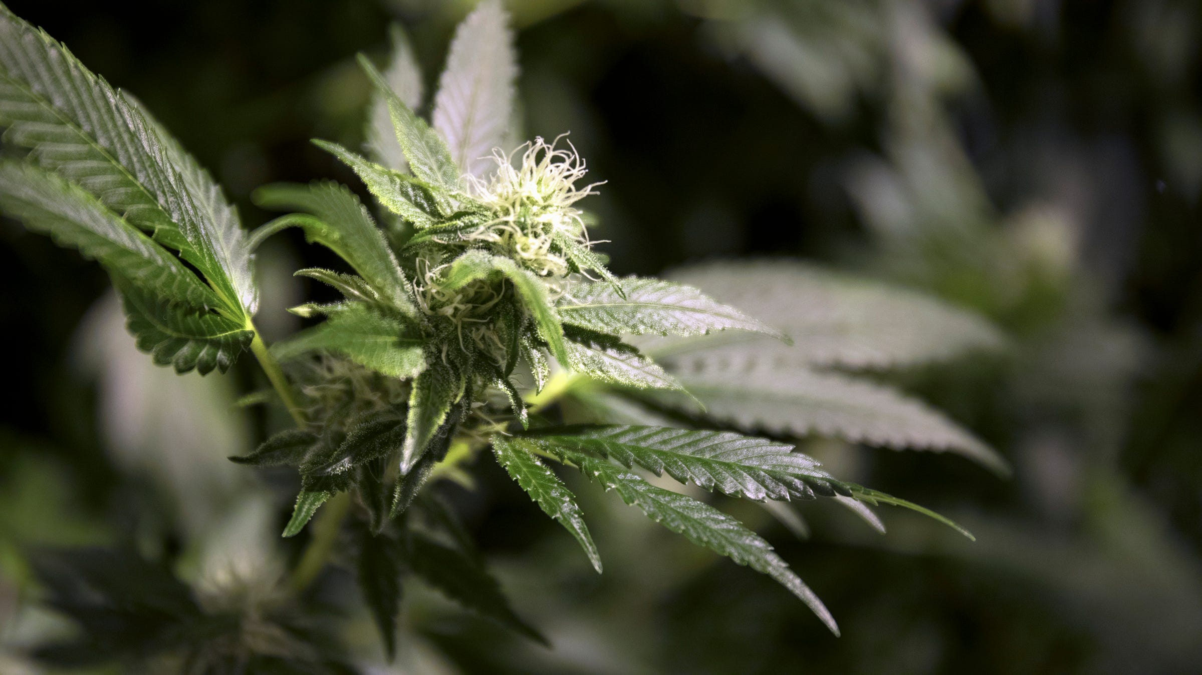 30 Grams Of Marijuana 30 Grams Of Marijuana