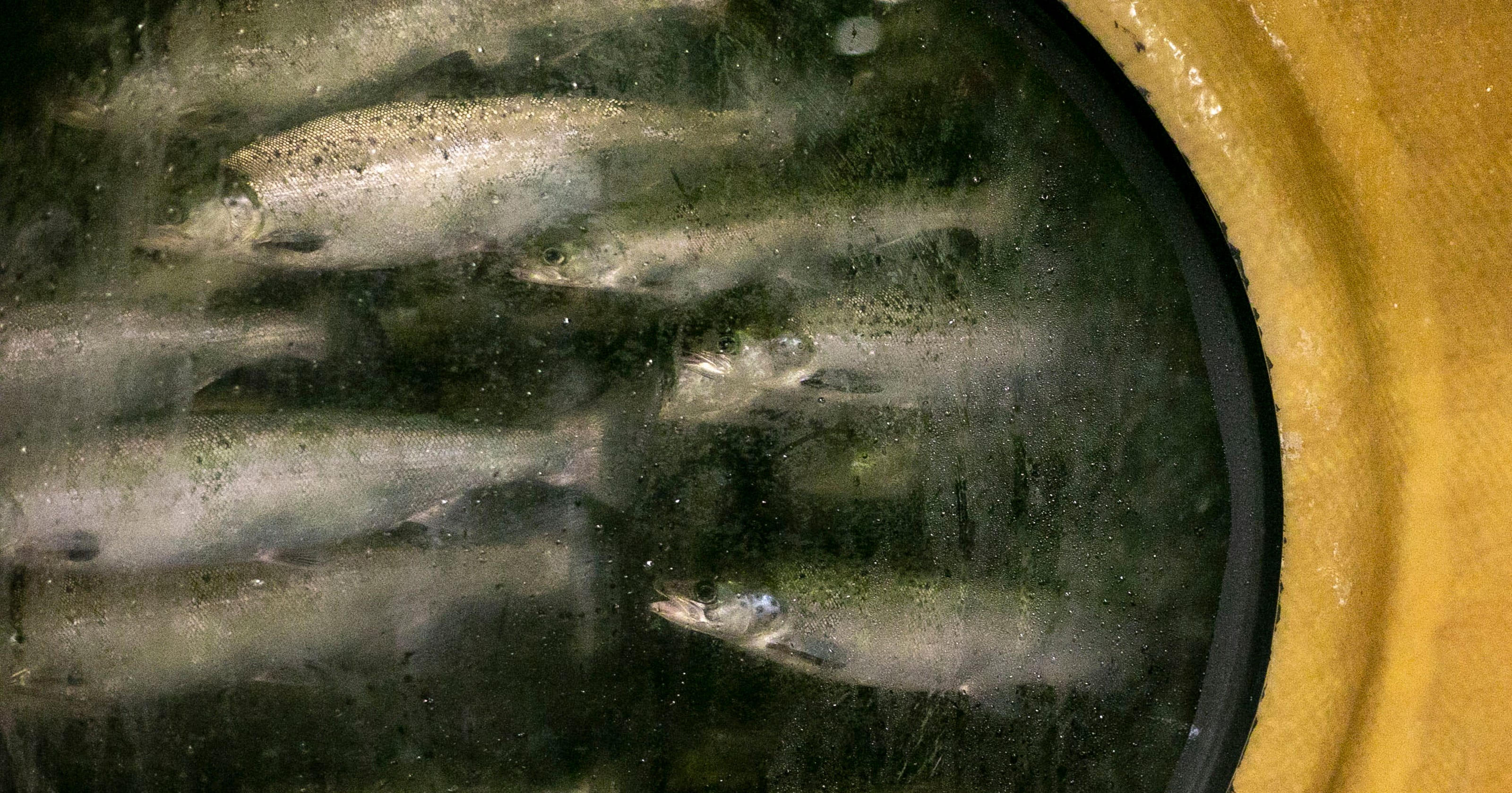 AquaBounty farms United States' first bioengineered salmon in Indiana