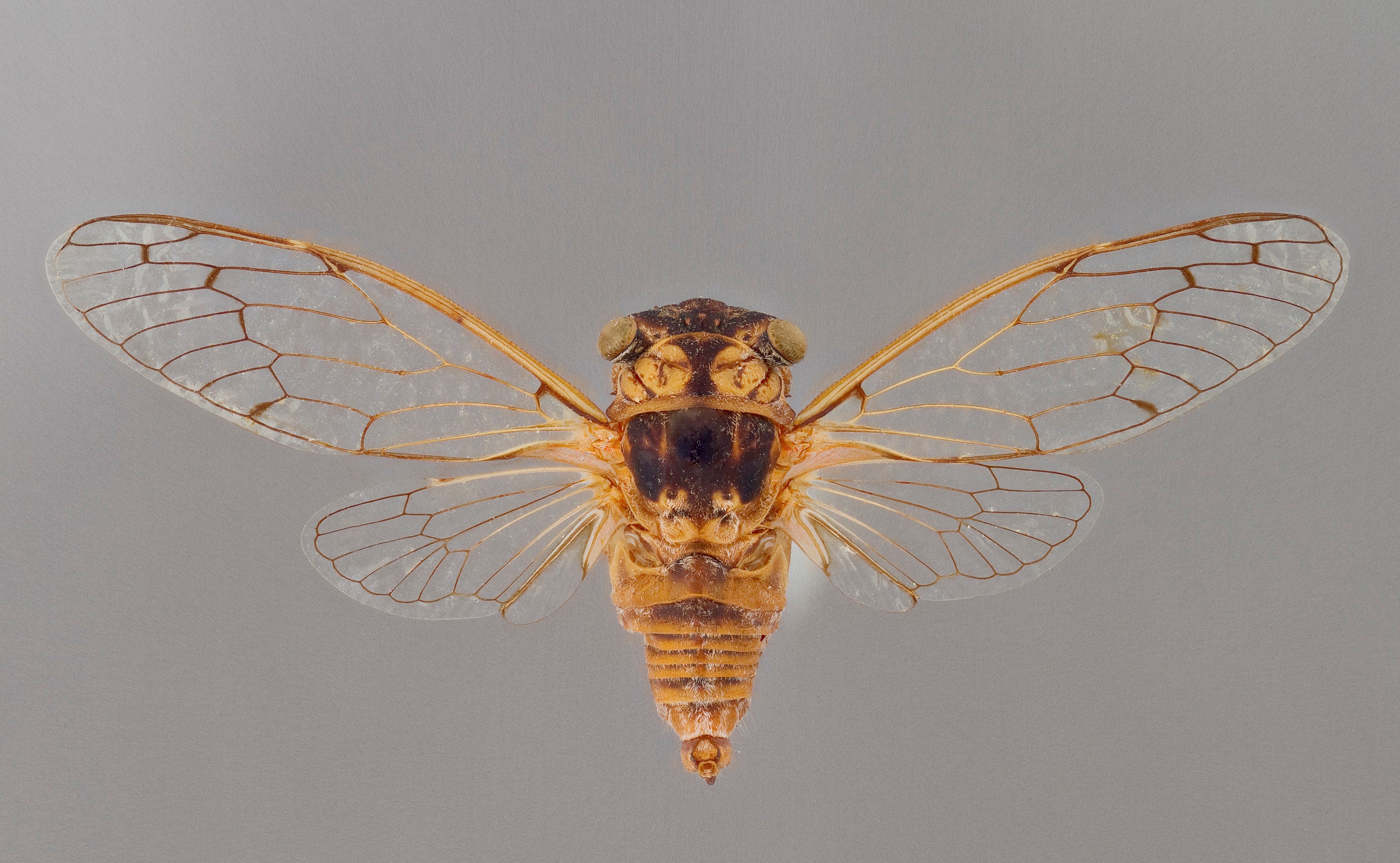 Arizona cicada season When do they come out and what do they eat