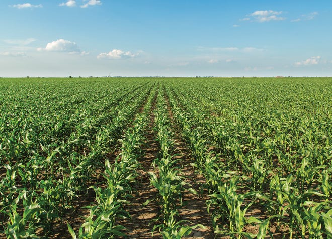 Looking ahead to next year, will financial stress from lower commodity prices and poor harvests in some regions cause prices to decline?