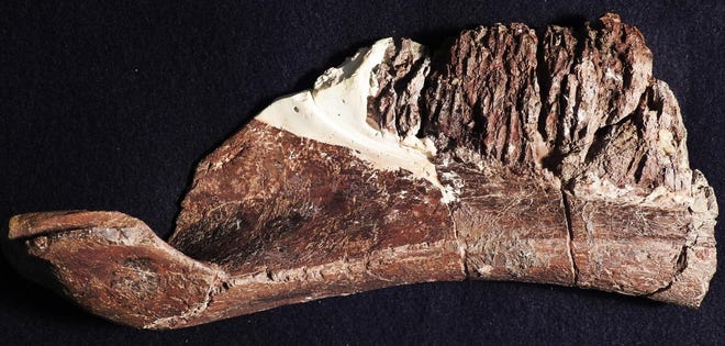 The dentary of Aquilarhinus, showing the unusual upturned end of the mandible.
