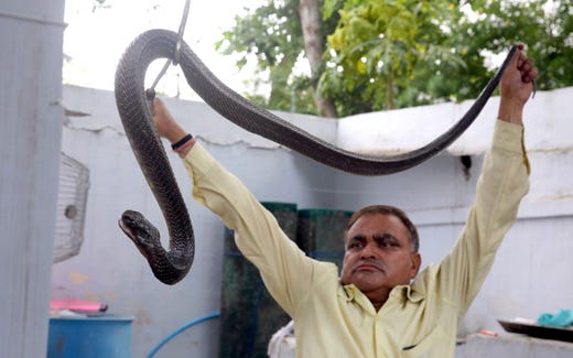 Indian snake catcher, Mohammed Saleem, catches a king cobra snake at a house on the occasion of the world Snake day in Bhopal, India on July 16, 2019.