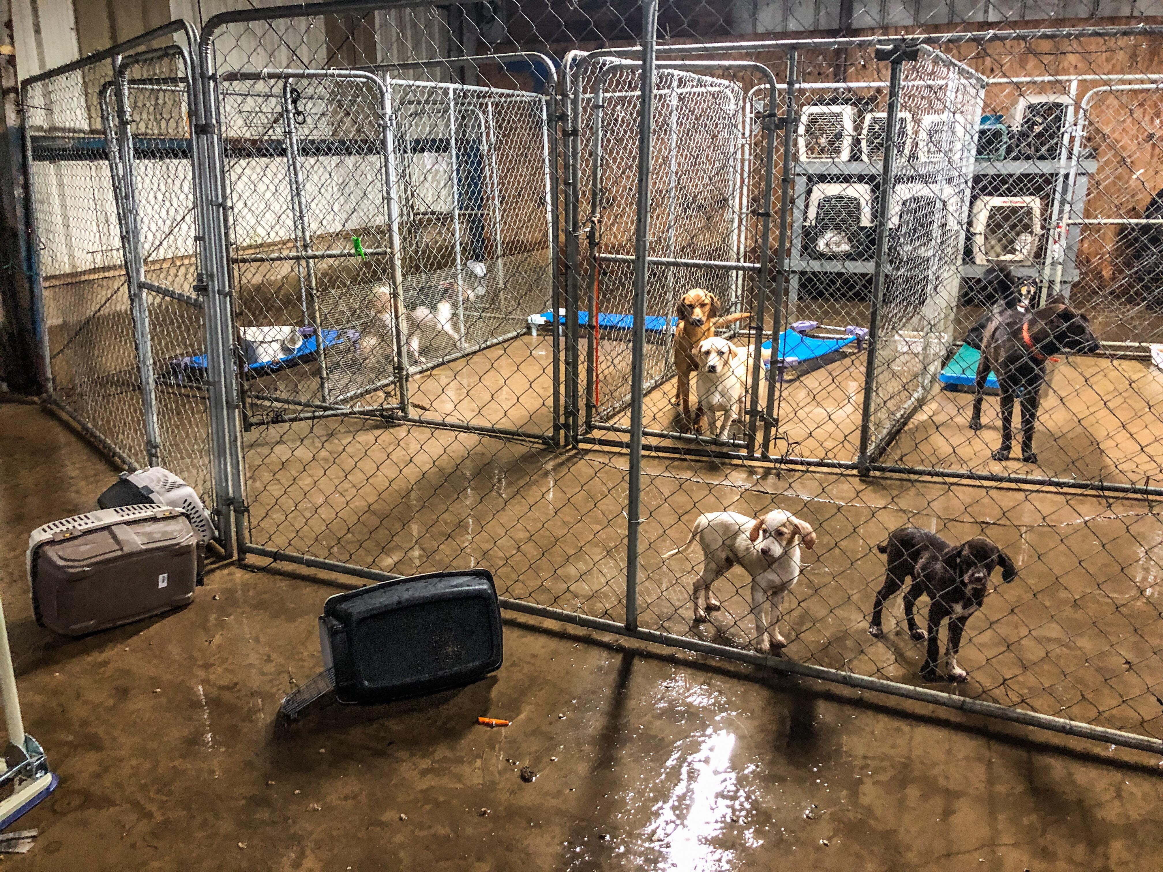 Barry flooding overwhelms animal shelter, kills puppy in Arkansas Barry flooding overwhelms animal shelter, kills puppy in Arkansas