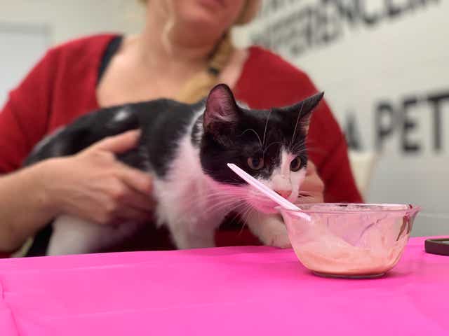 Visitors Enjoys Ice Cream With Cats At Gulf Coast Humane Society