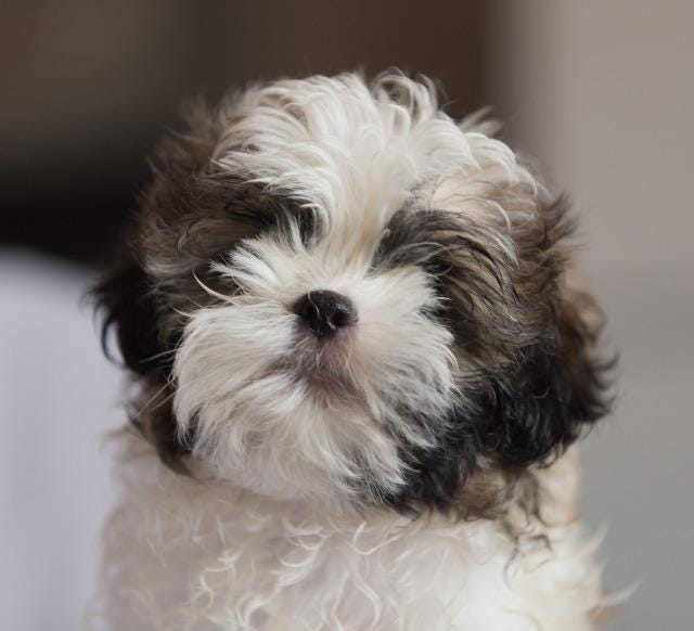 18 Dearborn Shih Tzus need a home: How 