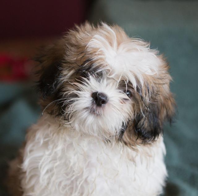 shih tzu rescue dogs