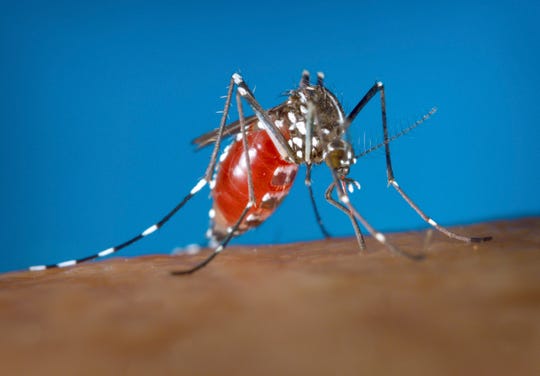A female Aedes albopictus mosquito acquiring a blood meal from a human host.
